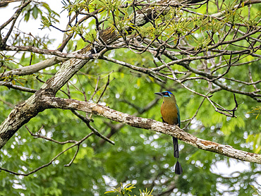 An adult Amazonian motmot, Momotus momota, perched in a tree on El Dorado Creek, Peru.
