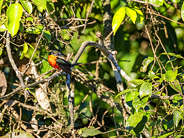 An adult American pygmy kingfisher, Chloroceryle aenea, perched in a tree on Nauta Creek, Peru.
