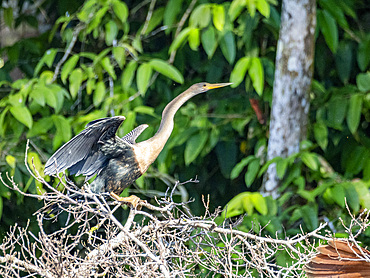 An adult anhinga, Anhinga anhinga, perched in a tree on Nauta Creek, Peru.