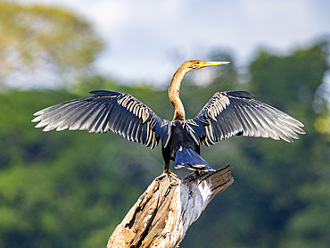 An adult anhinga, Anhinga anhinga, perched in a tree drying its wings on Nauta Creek, Peru.