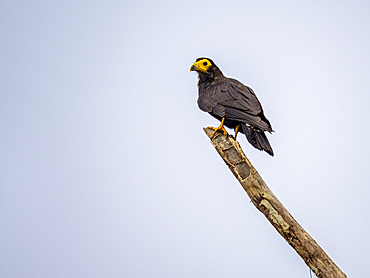 An adult black caracara, Daptrius ater, perched in a tree on Nauta Creek, Peru.