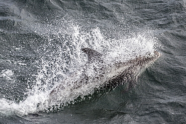 Adult white-beaked dolphin (Lagenorhynchus albirostris) off the west coast of Spitsbergen, Svalbard, Norway, Scandinavia, Europe