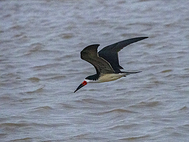 Adult black skimmer, Rynchops niger, skim feeding on the Pacaya River, Peru.