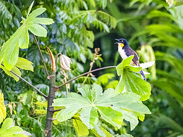 Adult black-capped Donacobius, Donacobius atricapilla, singing in a tree on the Pacaya River, Peru.