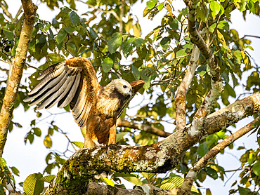 Adult black-collared hawk, Busarellus nigricollis, taking flight from a tree on the Pacaya River, Peru.