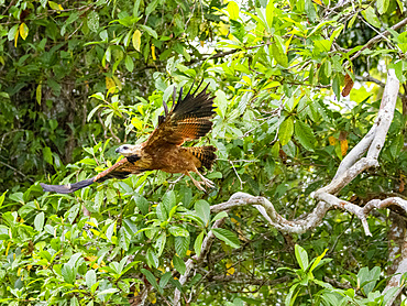 Adult black-collared hawk, Busarellus nigricollis, taking flight from a tree on the Pacaya River, Peru.