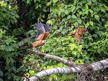 Adult black-collared hawk, Busarellus nigricollis, taking flight from a tree on the Pacaya River, Peru.