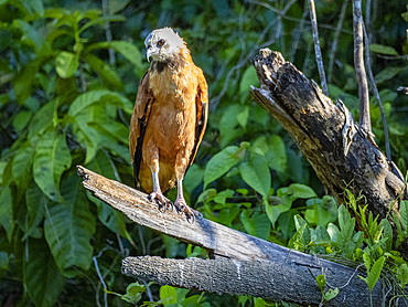 Adult black-collared hawk, Busarellus nigricollis, looking out for food from a tree on the Pacaya River, Peru.