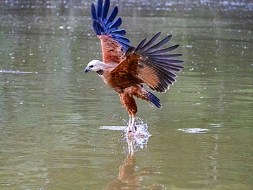 Adult black-collared hawk, Busarellus nigricollis, fishing for lunch n Rio El Dorado, Peru.