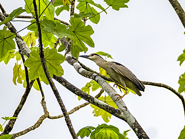 Adult black-crowned night heron, Nycticorax nycticorax, perched in a tree on the Rio El Dorado, Peru.
