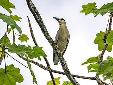 Adult black-crowned night heron, Nycticorax nycticorax, perched in a tree on the Rio El Dorado, Peru.
