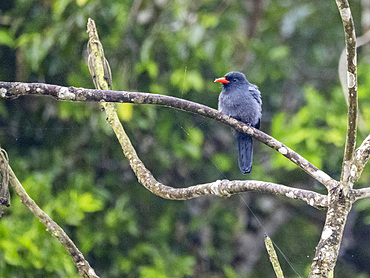 Adult black-fronted nunbird, Monasa nigrifrons, perched in a tree on the Rio El Dorado, Peru.