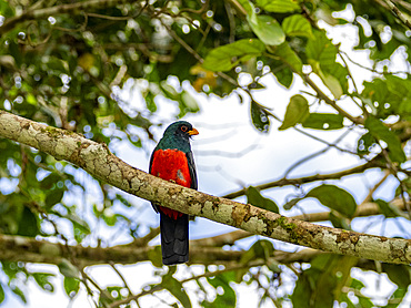 Adult black-tailed Trogon, Trogon melanurus, perched in a tree on the Rio El Dorado, Peru.