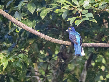 Adult black-tailed Trogon, Trogon melanurus, perched in a tree on the Rio El Dorado, Peru.