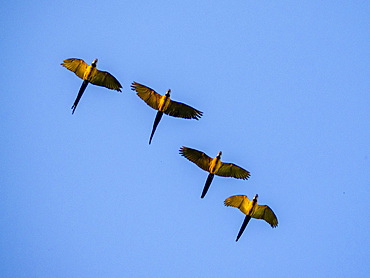 Adult blue and yellow macaws, Ara ararauna, in flight on Yanayaquillo Creek off the Marañon River, Peru.