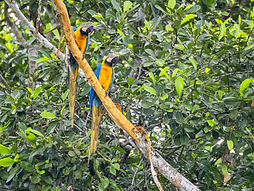 Adult blue and yellow macaws, Ara ararauna, perched in a tree on the Rio El Dorado, Peru.