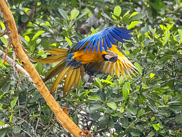 Adult blue and yellow macaw, Ara ararauna, taking flight in the Pacaya Samiria Preserve, Peru.