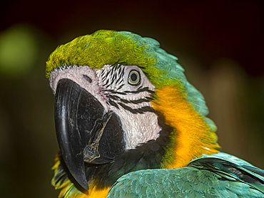 Captive adult blue and yellow macaw, Ara ararauna, at the Dallas Rescue Center just outside Iquitos, Peru.