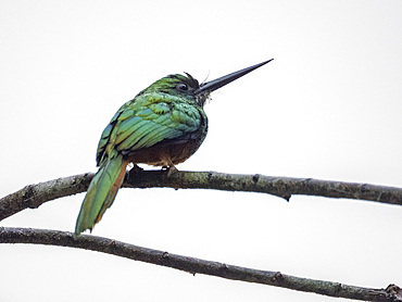 Adult bluish-fronted jacamar, Galbula cyanescens, in a tree within the Pacaya Samiria Preserve, Peru.
