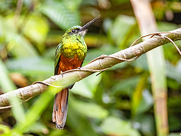 Adult bluish-fronted jacamar, Galbula cyanescens, in a tree within the Pacaya Samiria Preserve, Peru.