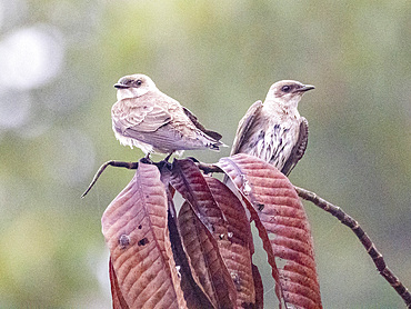 Adult brown-chested martins, Progne tapera, perched on a tree within the Pacaya Samiria Preserve, Peru.