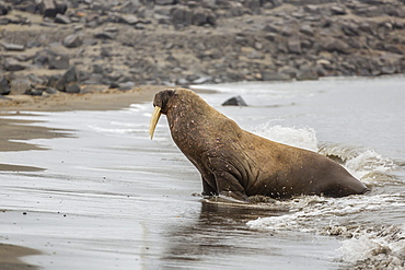 Male Atlantic walrus (Odobenus rosmarus rosmarus) hauled out to molt at Kapp Lee, Edgeoya, Svalbard, Norway, Scandinavia, Europe