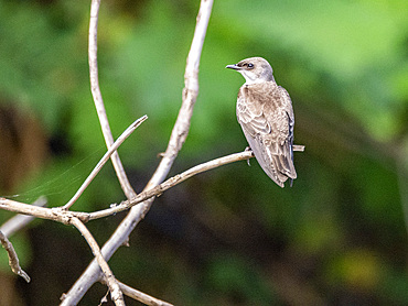 Adult brown-chested martin, Progne tapera, perched on a tree within the Pacaya Samiria Preserve, Peru.