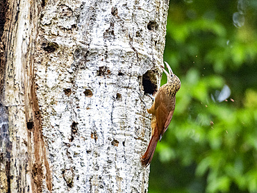 Adult buff-throated Woodcreeper, Xiphorhynchus guttatus, perched on a tree within the Pacaya Samiria Preserve, Peru.