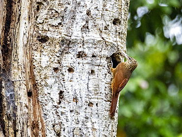 Adult buff-throated Woodcreeper, Xiphorhynchus guttatus, perched on a tree within the Pacaya Samiria Preserve, Peru.