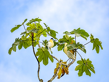A pair of adult capped herons, Pilherodius pileatus, perched in a tree within the Pacaya Samiria Preserve, Peru.