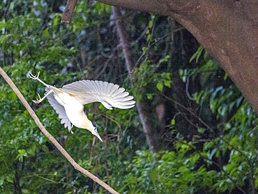An adult capped heron, Pilherodius pileatus, taking flight within the Pacaya Samiria Preserve, Peru.