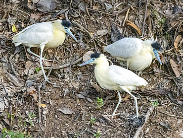 A trio of adult capped herons, Pilherodius pileatus, on the riverbank within the Pacaya Samiria Preserve, Peru.
