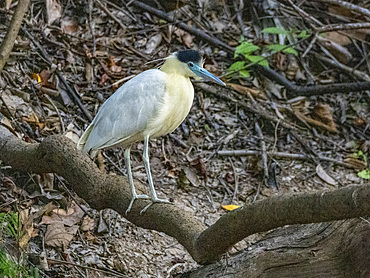 An adult capped heron, Pilherodius pileatus, on the riverbank within the Pacaya Samiria Preserve, Peru.