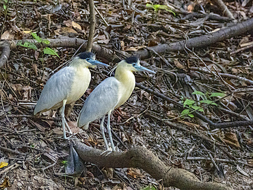 A pair of adult capped herons, Pilherodius pileatus, on the riverbank within the Pacaya Samiria Preserve, Peru.