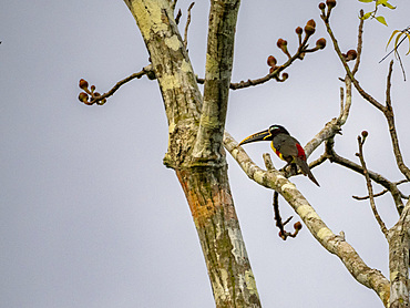An adult chestnut-eared aracari, Pteroglossus castanotis, perched on a tree within the Pacaya Samiria Preserve, Peru.