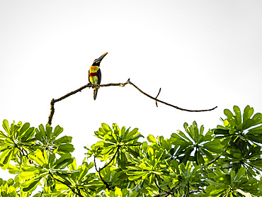 An adult chestnut-eared aracari, Pteroglossus castanotis, perched on a tree within the Pacaya Samiria Preserve, Peru.