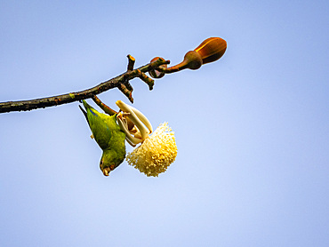 An adult cobalt-winged parakeet, Brotogeris cyanoptera, perched on a tree within the Pacaya Samiria Preserve, Peru.