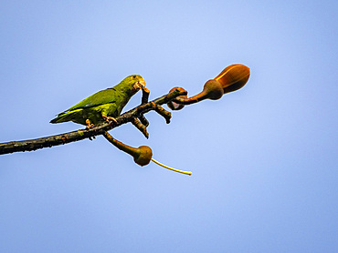 An adult cobalt-winged parakeet, Brotogeris cyanoptera, perched on a tree within the Pacaya Samiria Preserve, Peru.