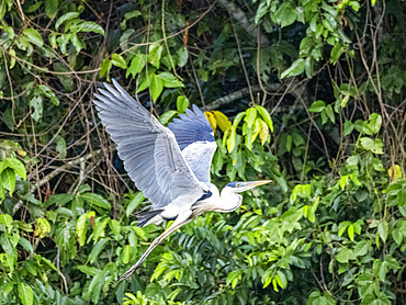 An adult cocoi heron, Ardea cocoi, taking flight from a tree within the Pacaya Samiria Preserve, Peru.