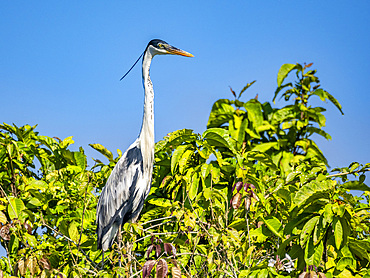 An adult cocoi heron, Ardea cocoi, perched in a tree within the Pacaya Samiria Preserve, Peru.