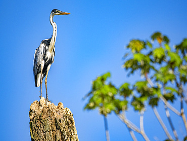 An adult cocoi heron, Ardea cocoi, perched in a tree within the Pacaya Samiria Preserve, Peru.