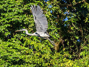 An adult cocoi heron, Ardea cocoi, taking flight from a tree within the Pacaya Samiria Preserve, Peru.