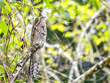 An adult common potoo, Nyctibius griseus,perched during the day in a tree within the Pacaya Samiria Preserve, Peru.