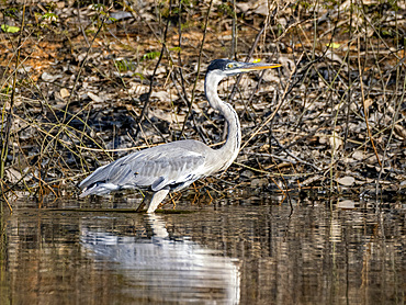 An adult cocoi heron, Ardea cocoi, on the riverbank within the Pacaya Samiria Preserve, Peru.