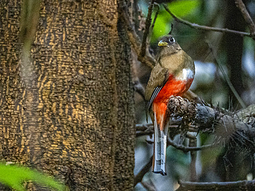 An adult collared trogon, Trogon collaris, perched during the day in a tree within the Pacaya Samiria Preserve, Peru.