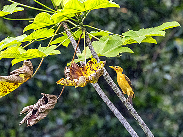 An adult cream-colored woodpecker, Celeus flavus, perched in a tree within the Pacaya Samiria Preserve, Peru.