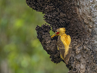 An adult cream-colored woodpecker, Celeus flavus, perched in a tree within the Pacaya Samiria Preserve, Peru.