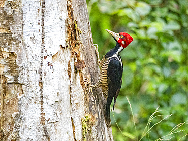 An adult crimson-crested woodpecker, Campephilus melanopleucos, perched in a tree, Pacaya Samiria Preserve, Peru.