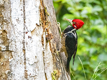 An adult crimson-crested woodpecker, Campephilus melanopleucos, perched in a tree, Pacaya Samiria Preserve, Peru.
