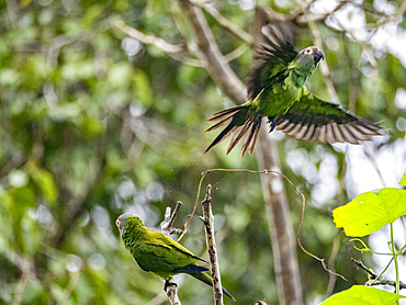 A pair of adult dusky-headed parakeets, Aratinga weddellii, perched in a tree, Pacaya Samiria Preserve, Peru.
